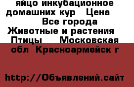 яйцо инкубационное домашних кур › Цена ­ 25 - Все города Животные и растения » Птицы   . Московская обл.,Красноармейск г.